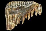 Fossil Woolly Mammoth Upper M Molar - North Sea Deposits #149779-5